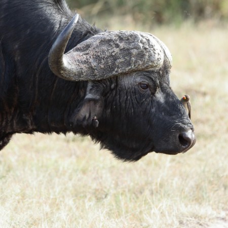 Cape buffalo