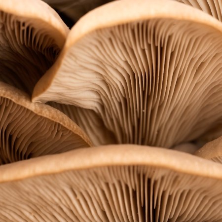 Closeup of mushrooms