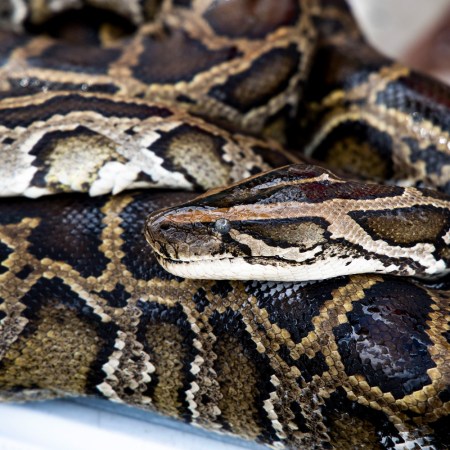A large python curled up