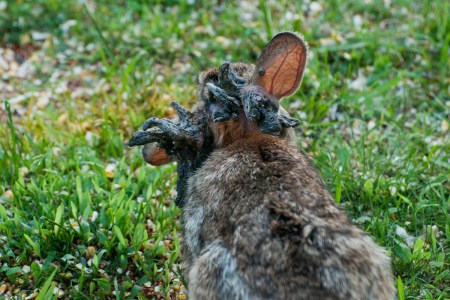 A rabbit with horns