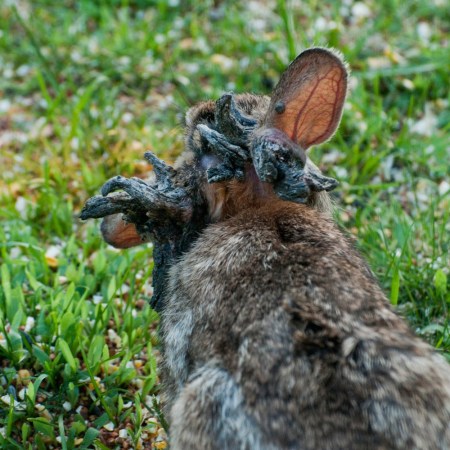 A rabbit with horns