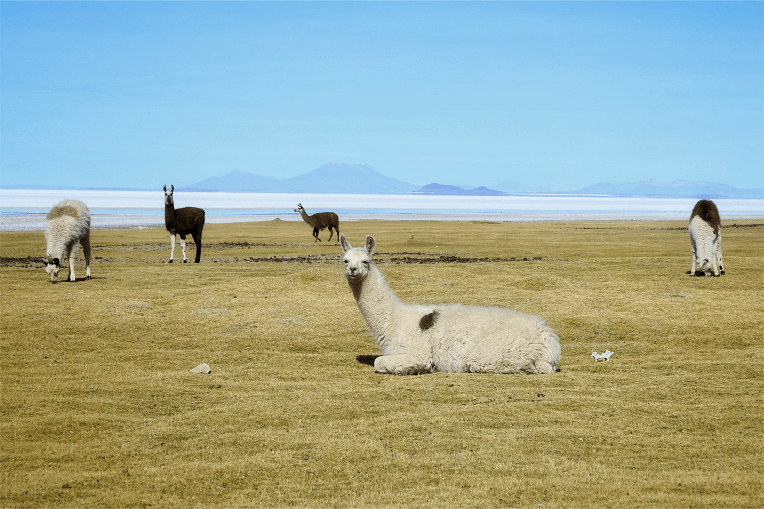 On to Bolivia.