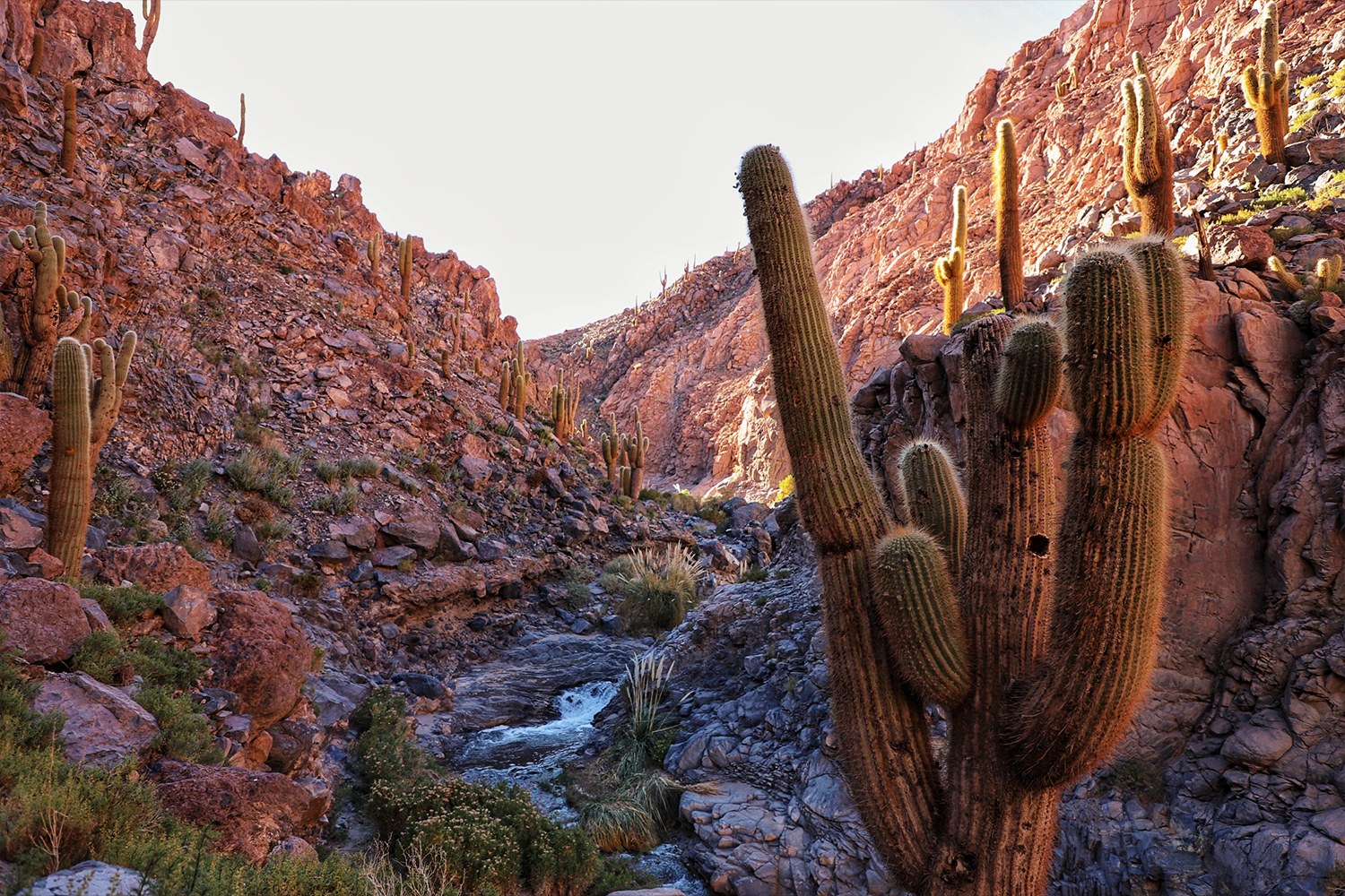 The Atacama Desert