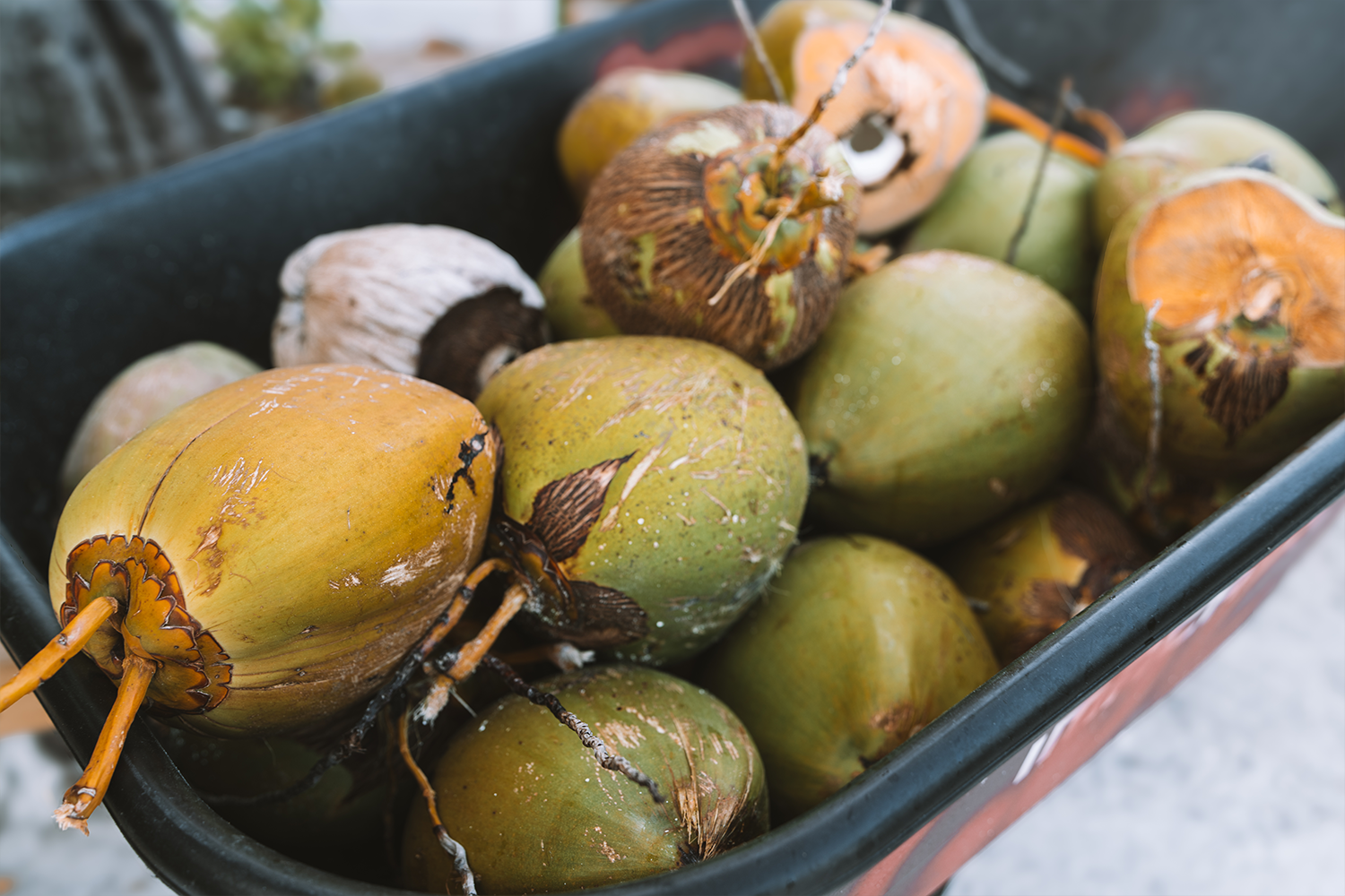 A wheelbarrow full of fresh coconuts is kept behind the bar at all times