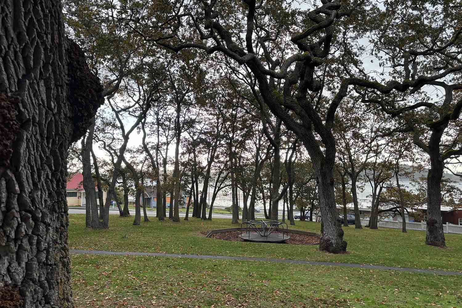 A protected Garry oak park in Oak Harbor, WA