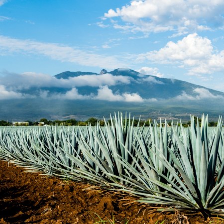 Agave field