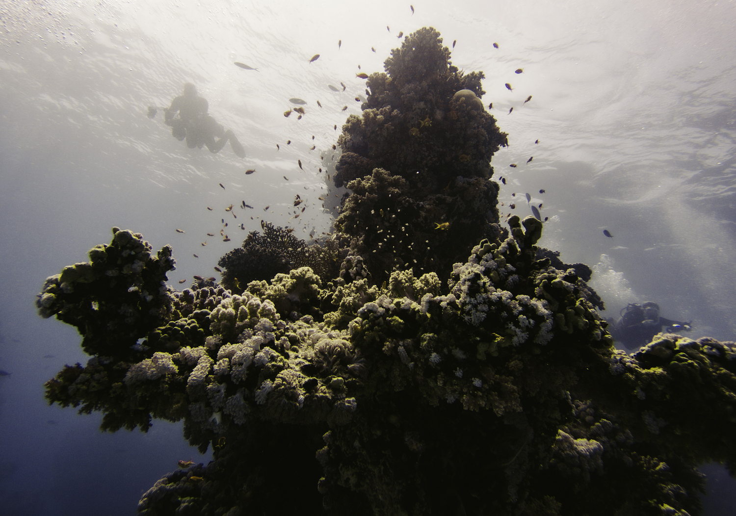 A view of a coral reef in the Red Sea.