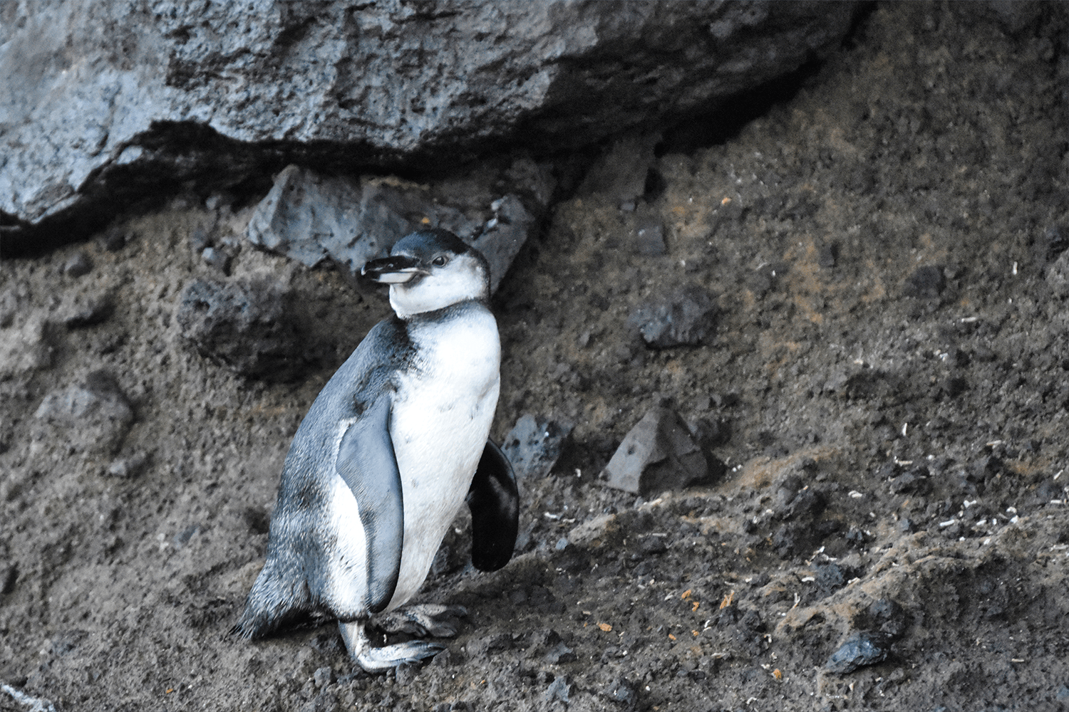 Galapagos Penguin