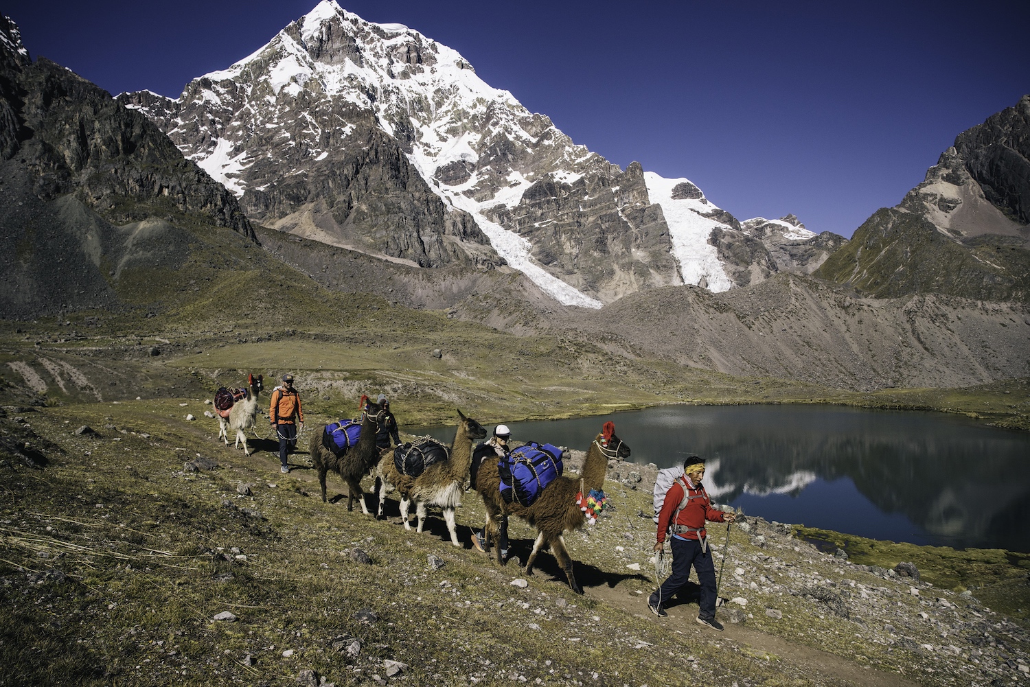 A guide leads llamas and tourists through the mountains of Peru.