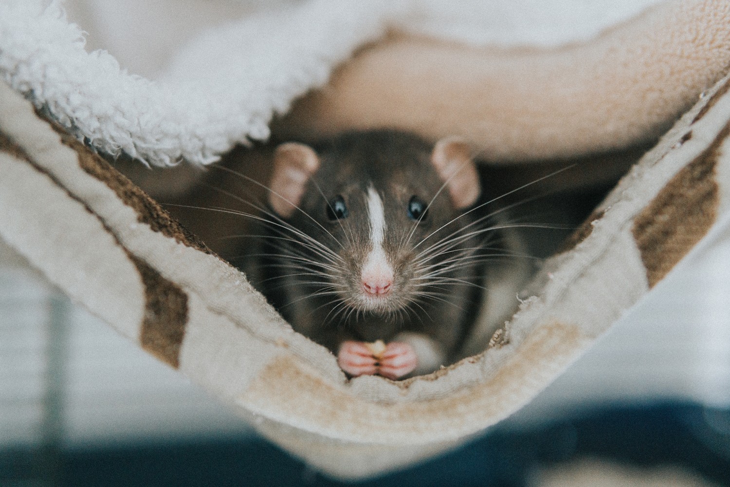 A very content rat in repose