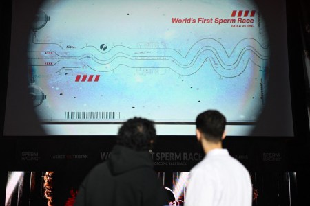 A sperm race in progress