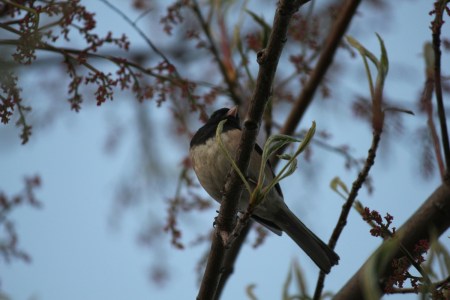 Study Reveals How the Pandemic Changed the Shape of Birds’ Beaks