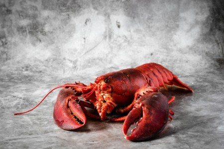Lobster posing for the camera