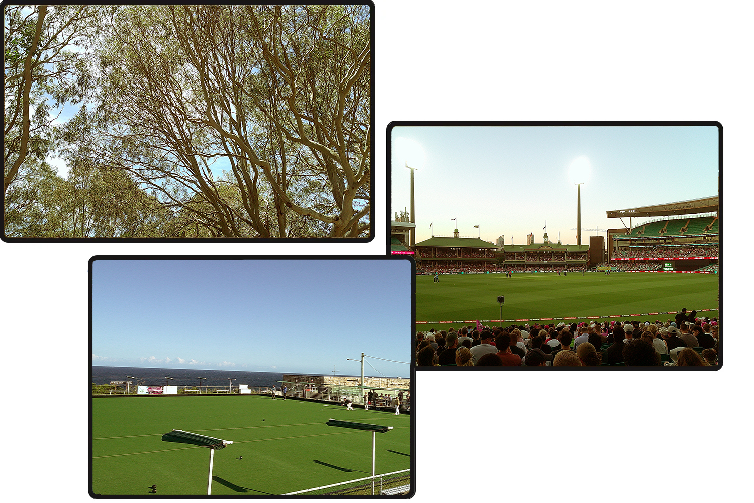 Native trees in Australia, view of the Sydney Cricket Ground, view of the Clovelly Bowling Club.