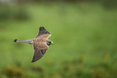 A hawk in flight
