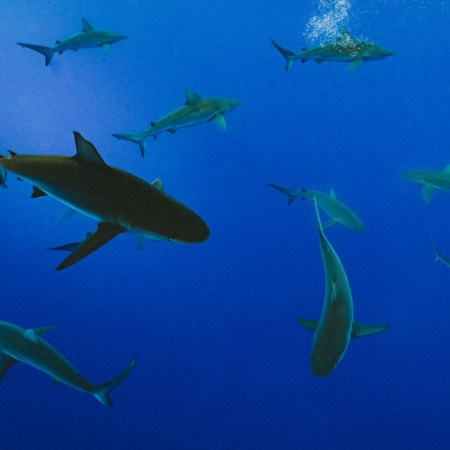 Sharks swimming