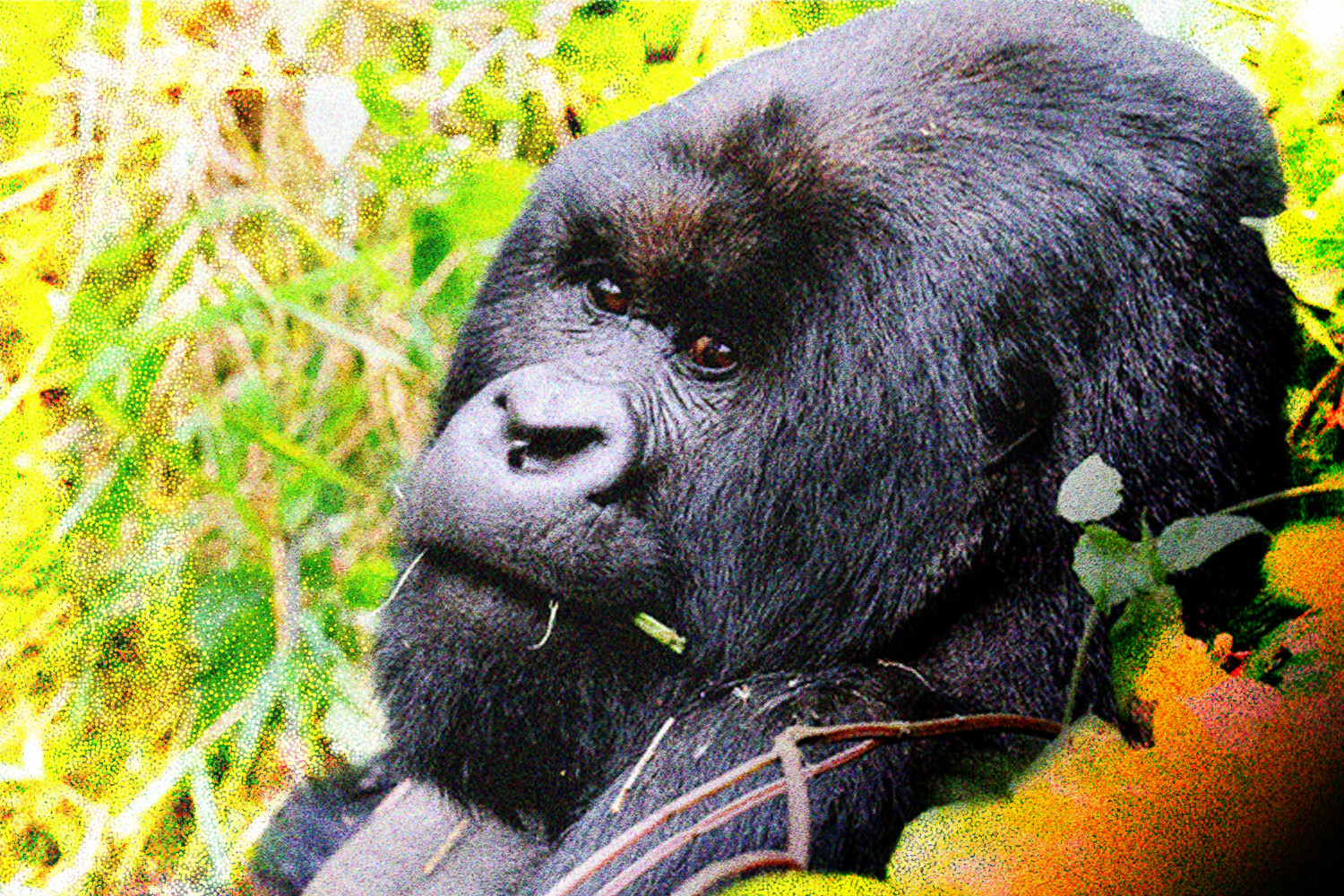 Kwita Izina is unlike any other travel experience on Earth
