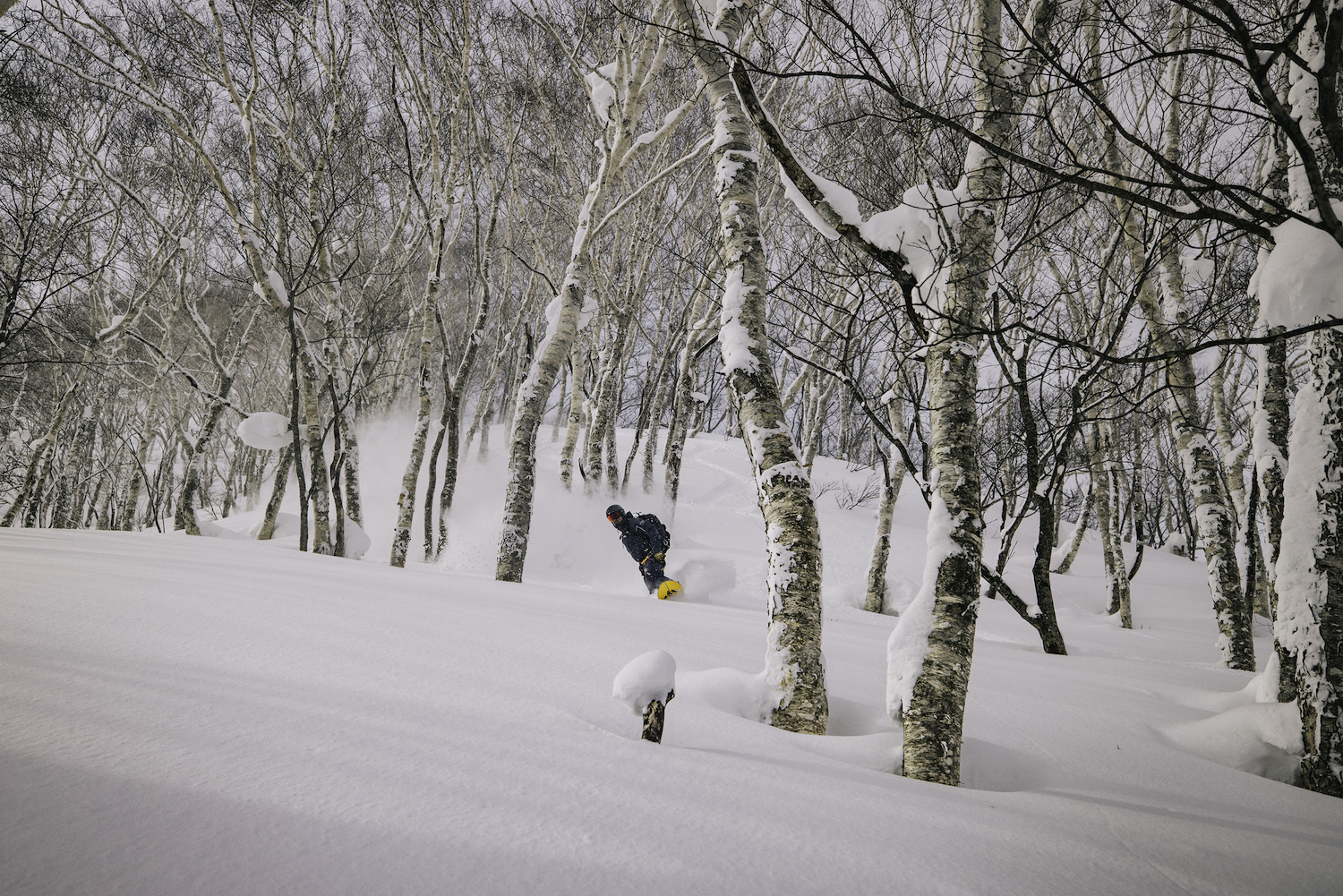 A skier moving between the trees in Hokkaido.