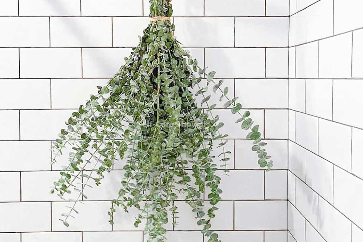 Fresh Shower Eucalyptus