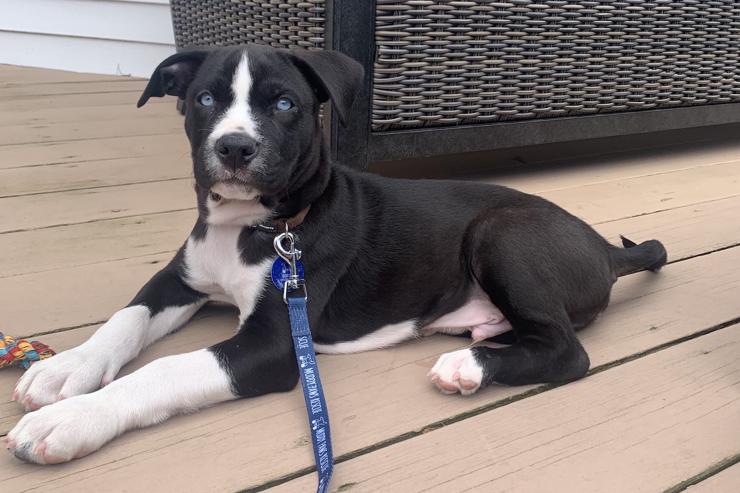 A dog on a deck