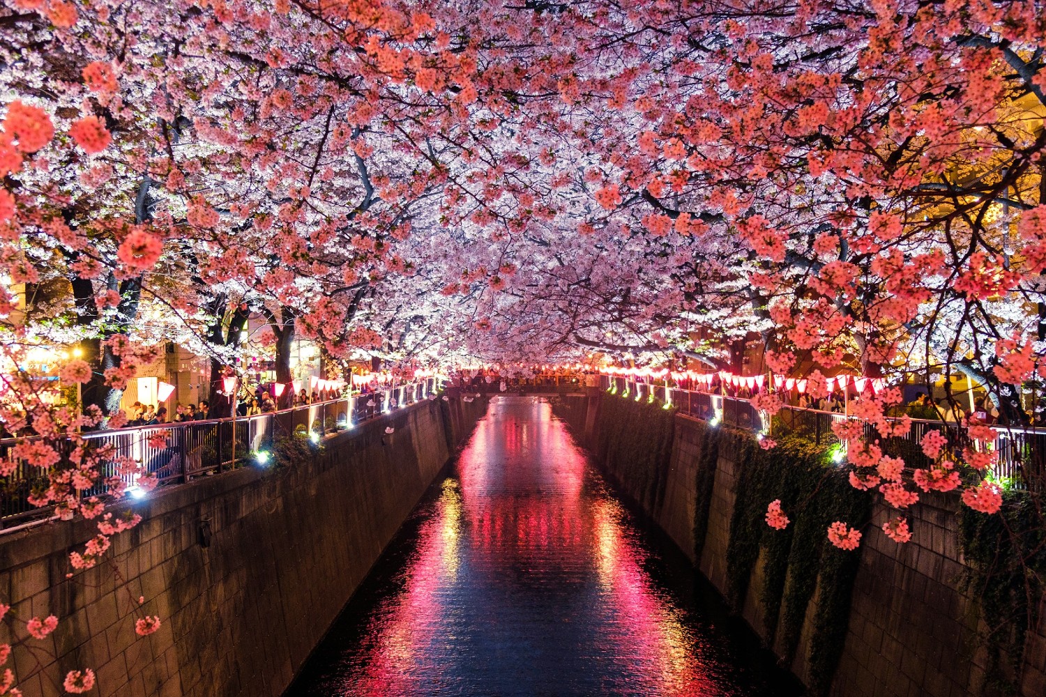 Cherry blossoms in bloom