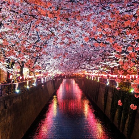 Cherry blossoms in bloom