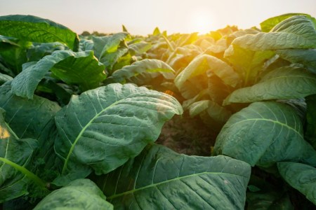 Tobacco plants