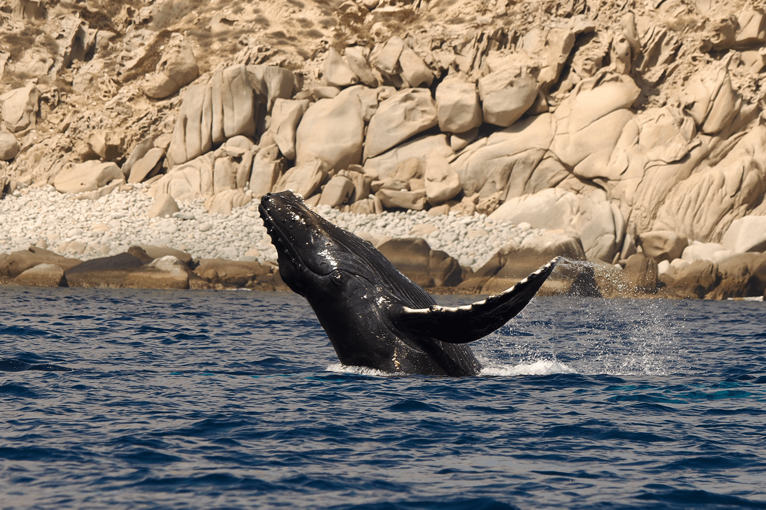 A baby humpback whale breaches dramatically from the deep blue waters of the Sea of Cortez, its massive black body twisting mid-air alongside a rocky Baja coastline, water spraying from its pectoral fin.