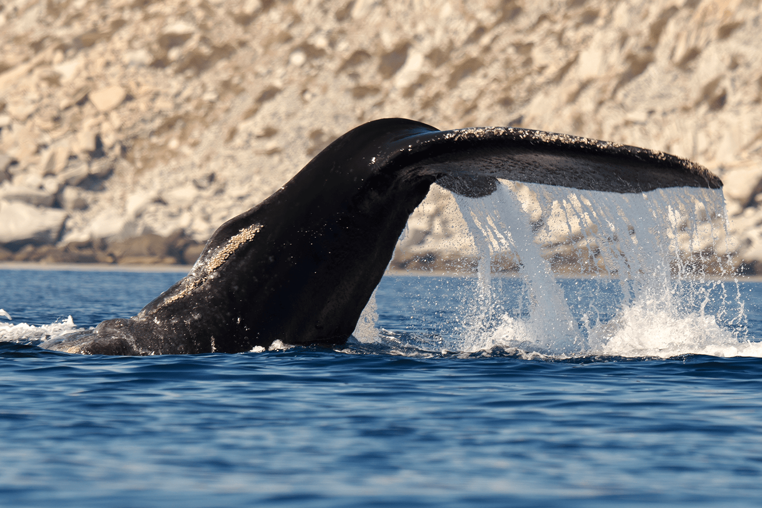 A humpback whale's massive tail fluke rises dramatically from the deep blue waters of the Sea of Cortez, water cascading off its edges as it begins a dive, with rugged Baja limestone cliffs in the background.
