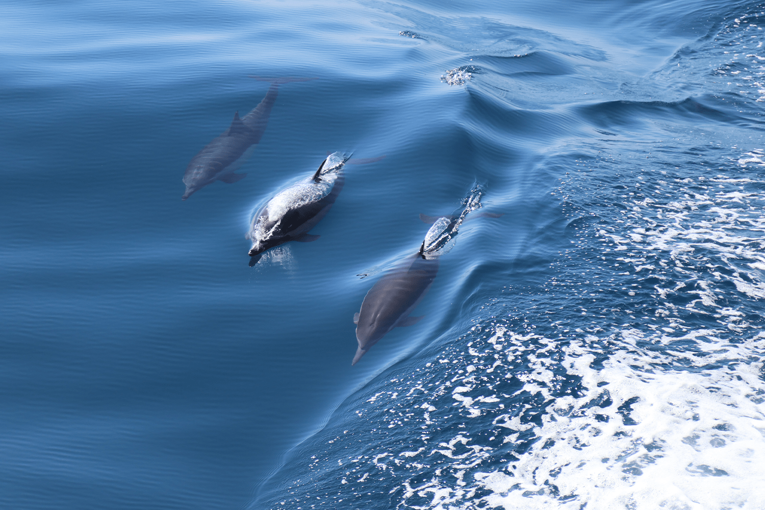 A pod of common dolphins bow-rides alongside a boat in the Sea of Cortez, Baja California, their sleek grey bodies gliding just beneath the sparkling blue surface as white wake churns beside them.