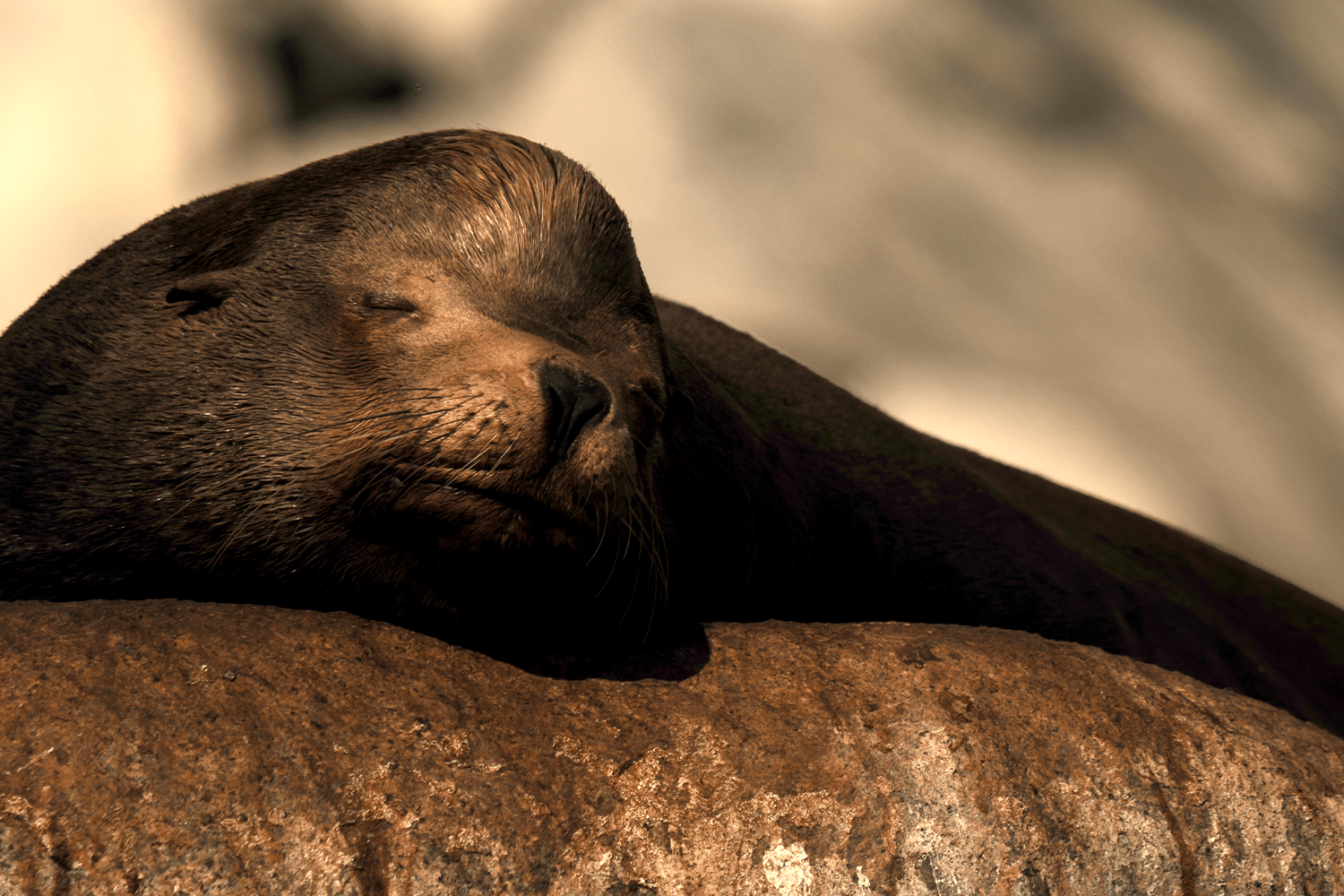 A sea lion rests its head on a sun-warmed rock with eyes closed, its dark wet fur catching warm golden light against a softly blurred background.
