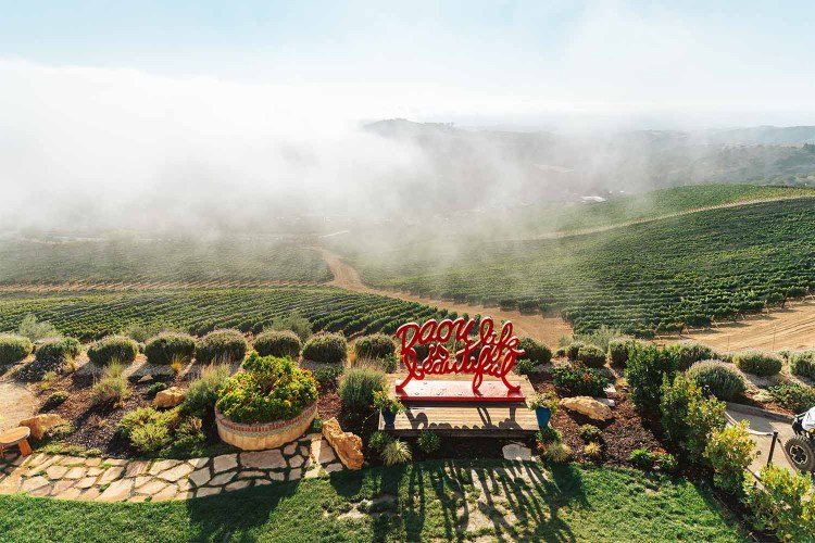 Daou Vineyards in Paso Robles at sunrise
