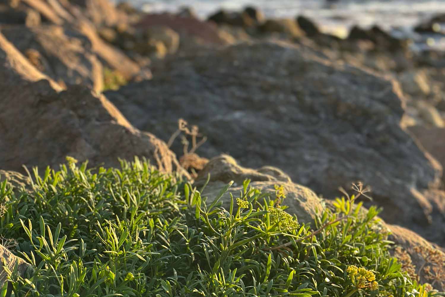 Rock samphire