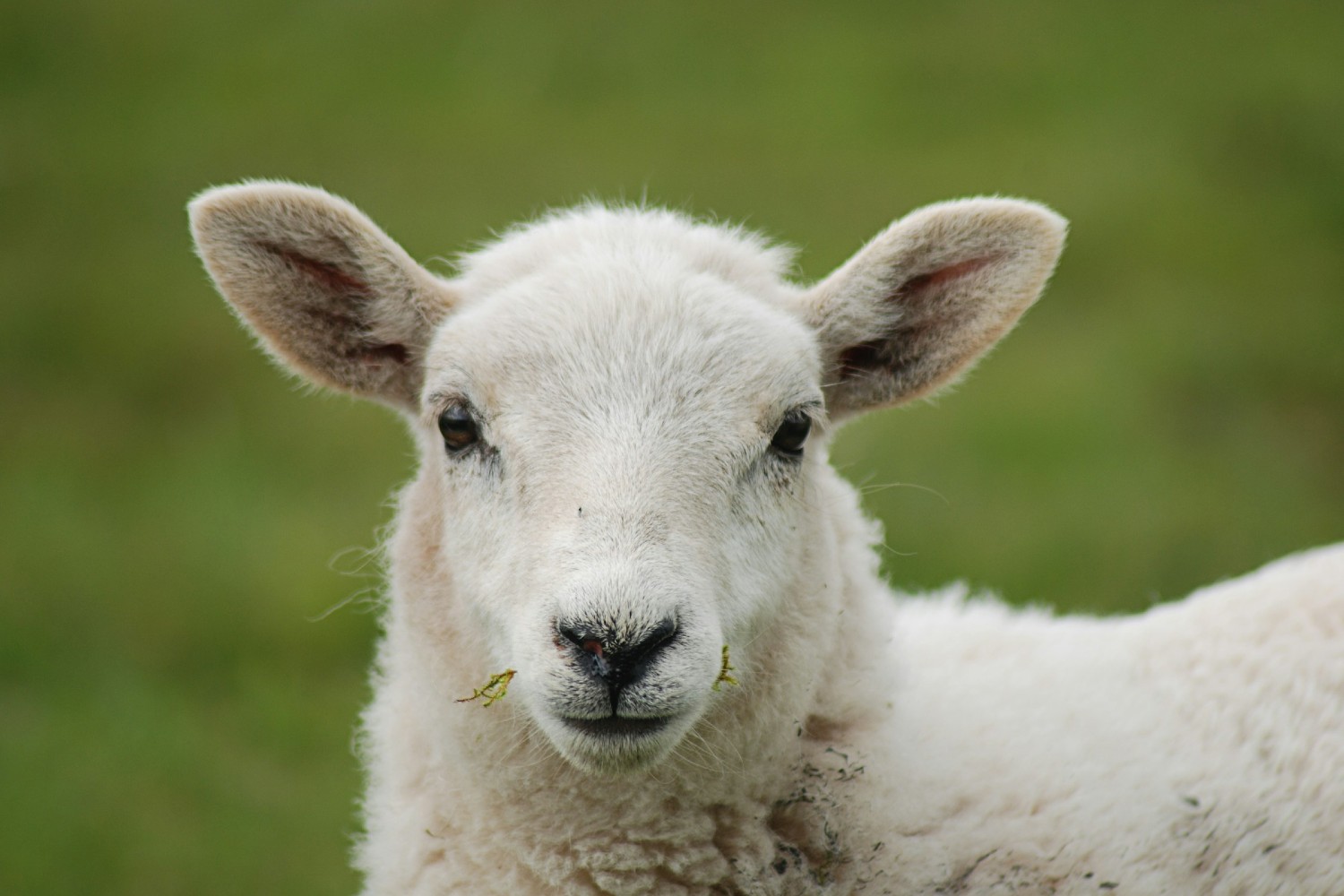 Sheep face