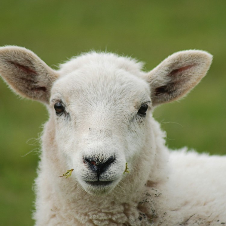 Sheep face