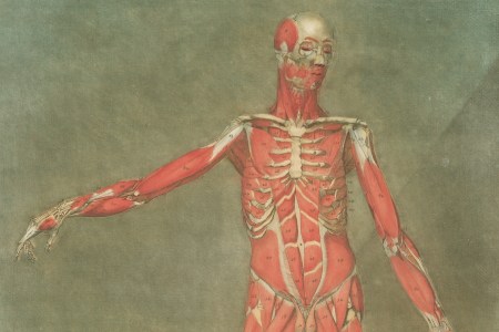 An illustration of the human musculature, against a soft green background.