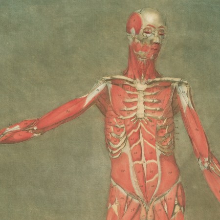 An illustration of the human musculature, against a soft green background.