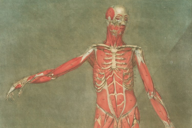 An illustration of the human musculature, against a soft green background.